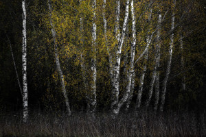 2026世界杯赛场花絮：球迷狂欢，激情无限！